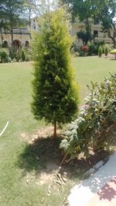 A closely cut conical evergreen tree stands on a lawn in a well-arranged garden, with a shrubby plant near it and growing in bright sunlight in the garden. This shade reflects a beautiful, well-arranged garden in bright sunlight. There is a well-arranged, conical evergreen tree in the centre with living green leaves, which look like a small Christmas tree. This tree is planted in a lawn, surrounded by other ornamental plants and shrubs. On the right side of the tree, there is another leafy tree with wide green leaves. In the garden, there are well-organized structures with cream colored walls and windows which have partial shade of the trees below. The garden is clean, calm and shapely environment which is ideal for rest or a peaceful walk. The sea environment is calm, fresh and full of natural beauty.